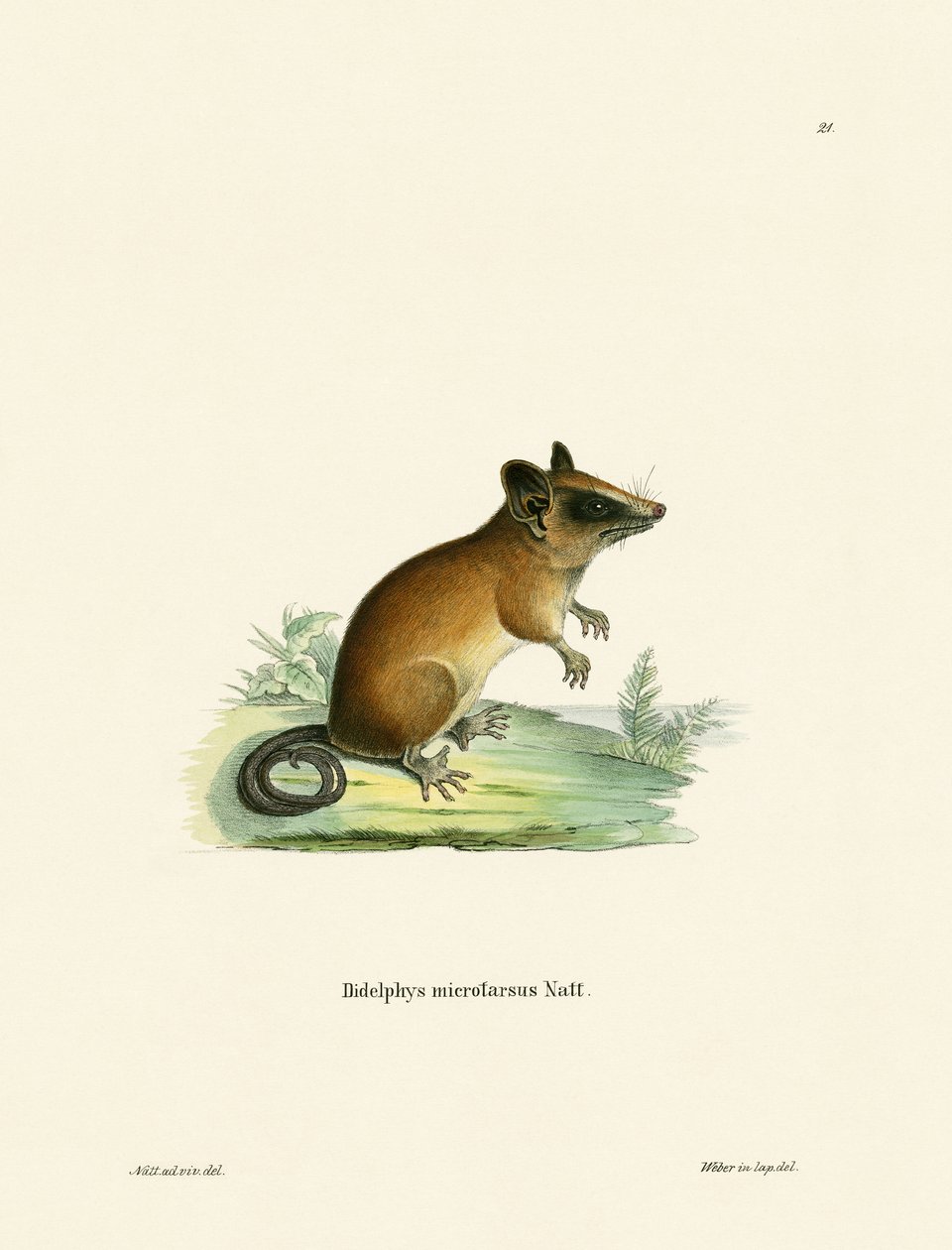 Brazilian Gracile Mouse Vačice (barevná rytina) od German School