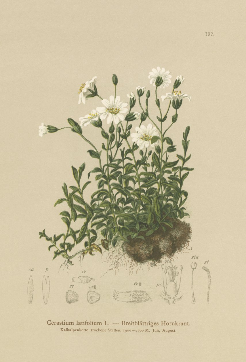 Myší ucho širokolisté (Cerastium latifolium) od German School