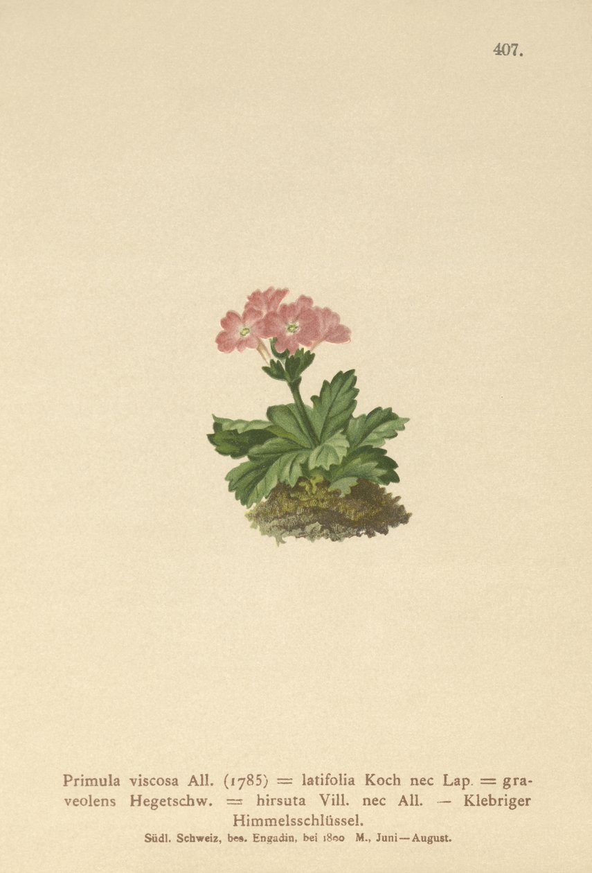 Prvosenka širokolistá (Primula viscosa, Primula latifolia, Primula hirsuta) od German School