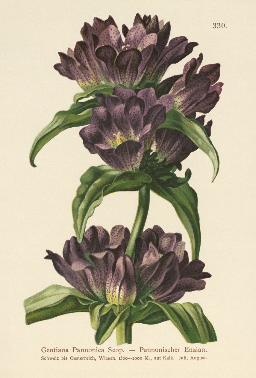 Hořec hnědý (Gentiana pannonica) od German School