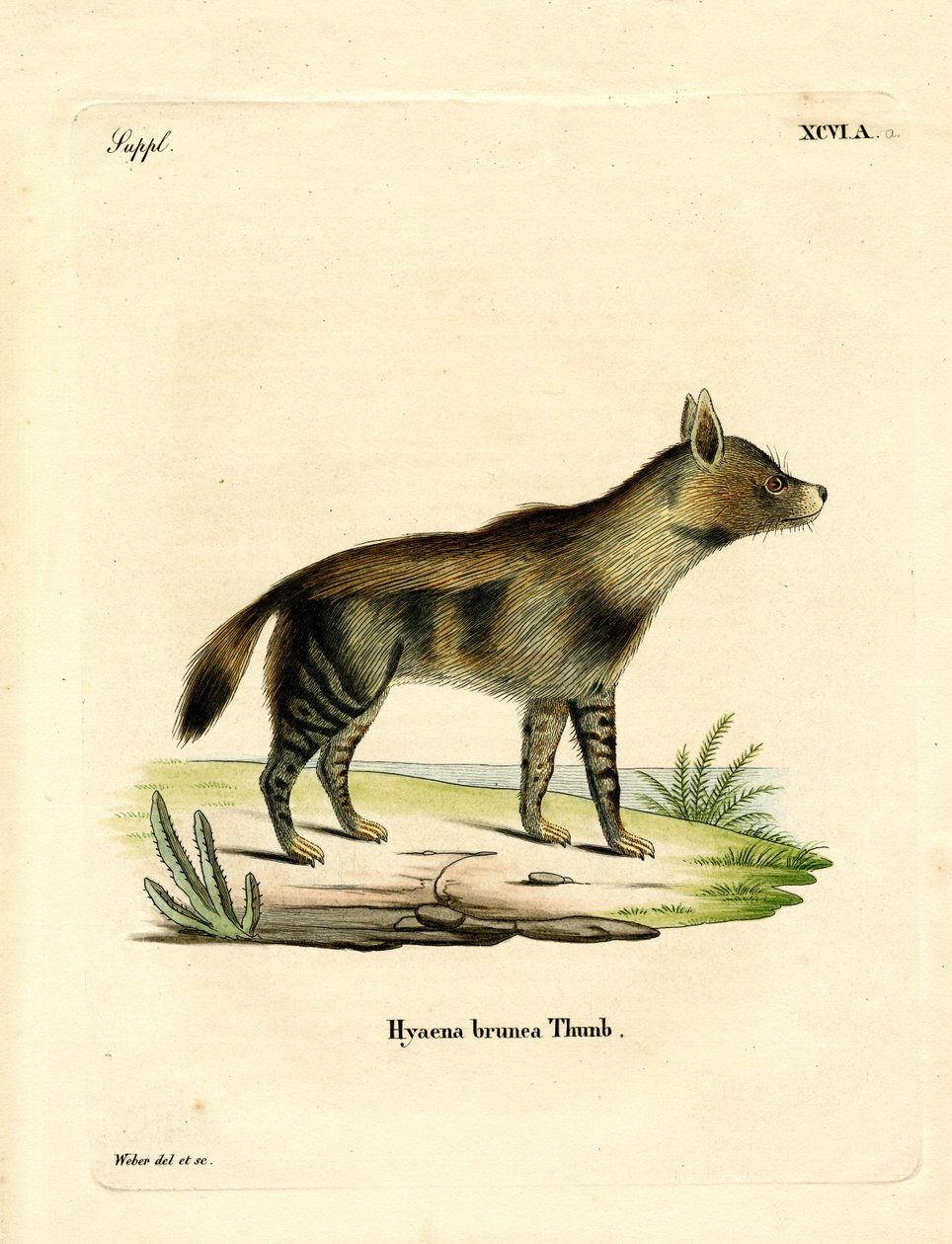 Hyena hnědá (barevné rytí) od German School