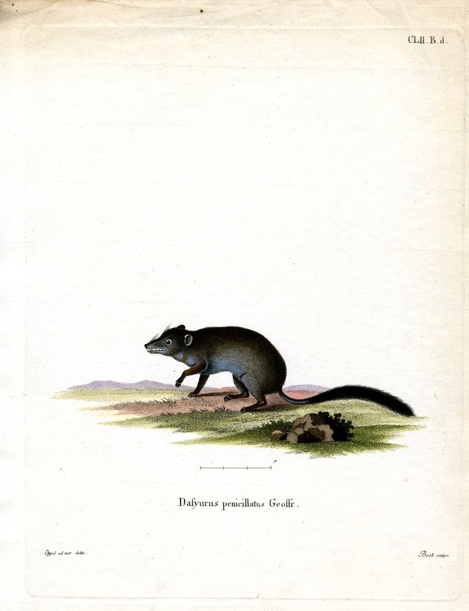 Brush-tailed Phascogale (barevná rytina) od German School