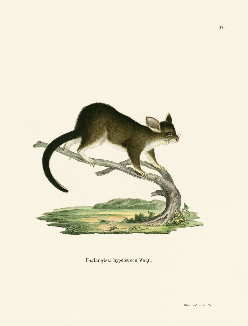 Brushtail Possum od German School