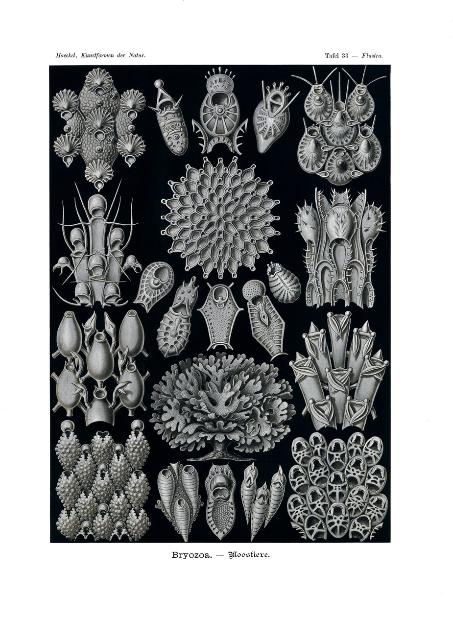 Bryozoa, 1899-1904 od German School