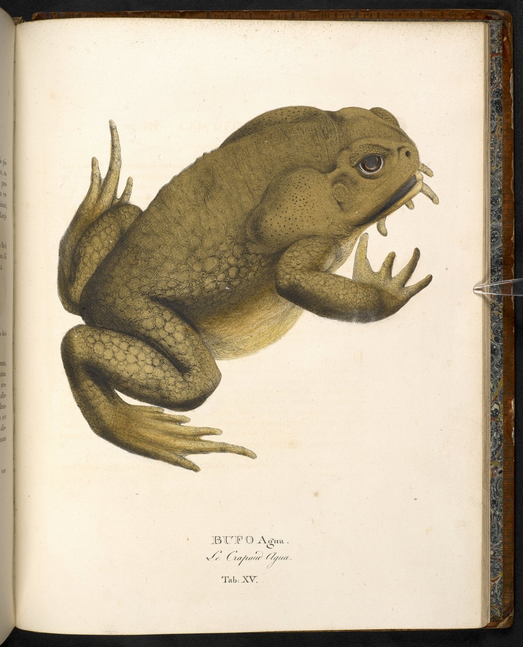 Bufo auga, ropucha třtinová nebo obrovská mořská ropucha, z filmu „Animalia nova...“ od Johanna Baptista von Spix, Mnichov od German School