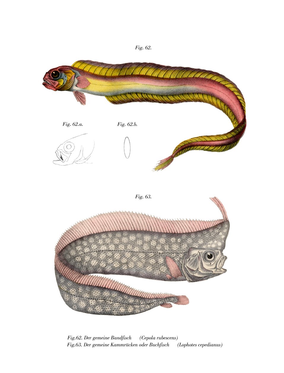 Hrabat Red Bandfish od German School