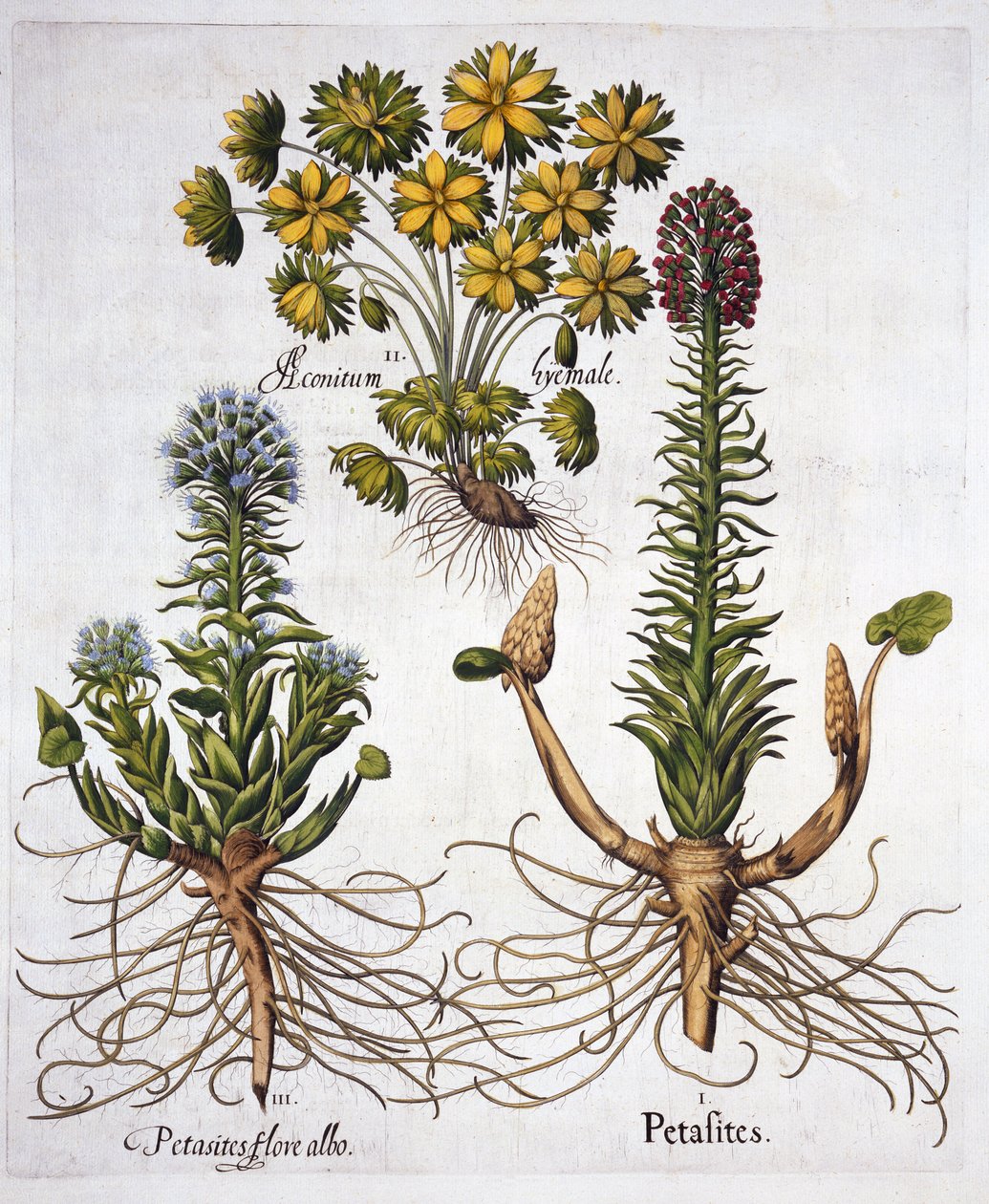 Butterburs and Winter Aconite, from Hortus Eystettensis, by Basil Besler (1561-1629), pub. 1613 (ručně kolorovaná rytina) od German School
