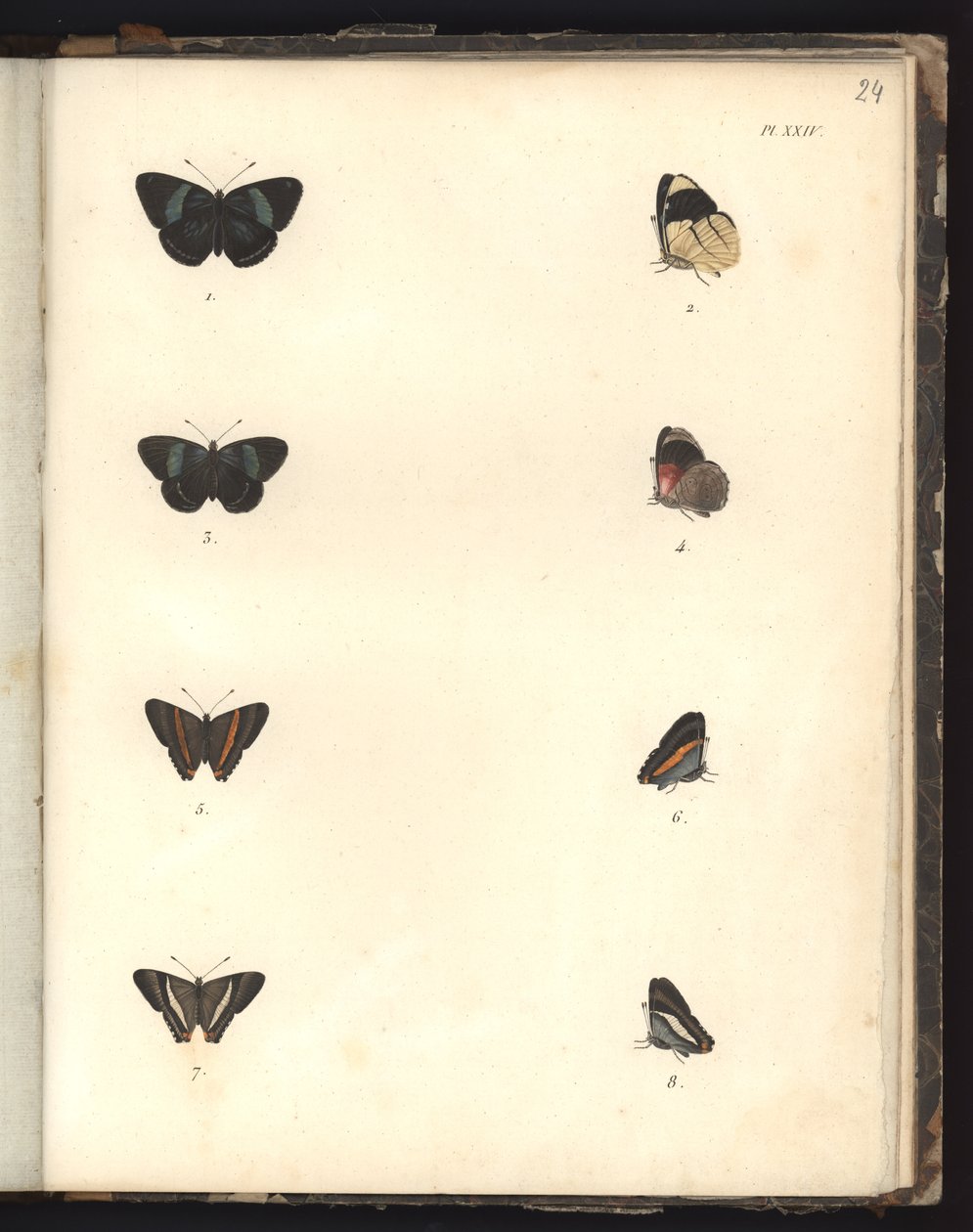 Butterflies, Pl. XXIV, ilustrace z Kompendia pozorování zoologie a srovnávací anatomie, provedených v Atlantském oceánu, ve vnitrozemí nového kontinentu a v Jižním moři v průběhu let. od German School