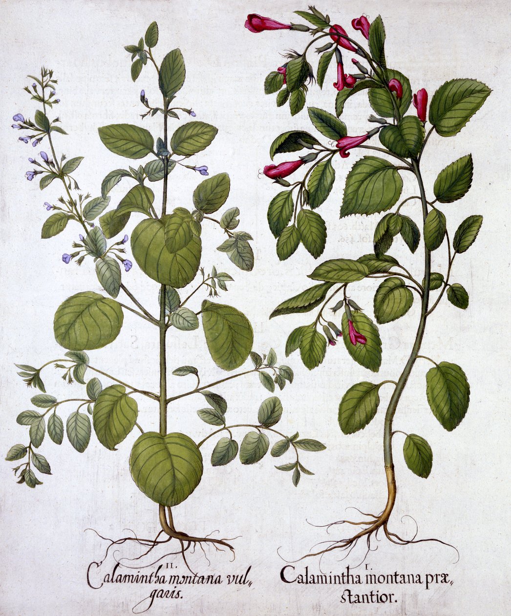 Calamints, od Hortus Eystettensis, od Basila Beslera (1561-1629), pub. 1613 (ručně kolorovaná rytina) od German School