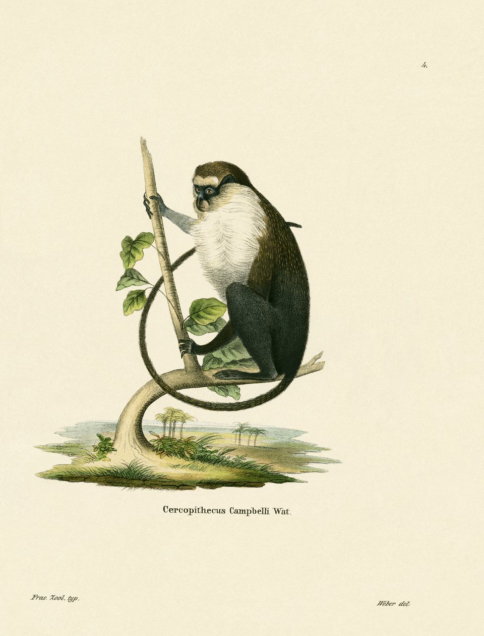 Campbellova Mona Monkey od German School