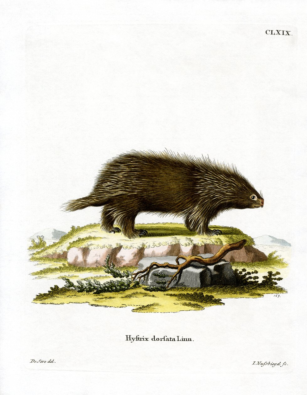 Kanadský Porcupine (barevné rytí) od German School