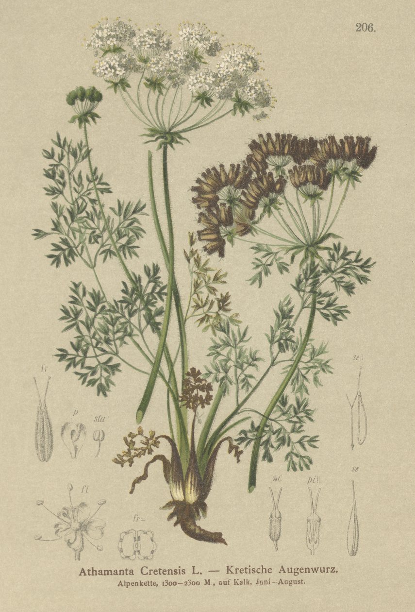 Candy Carrot (Athamanta Cretan) od German School