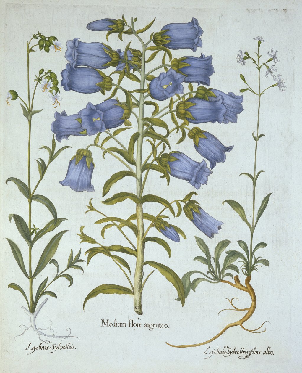 Canterbury Bells, White Bladder Campion, Nottingham Catchfly, od Hortus Eystettensis, Basil Besler (1561-1629), hospoda. 1613 (ručně kolorovaná rytina) od German School