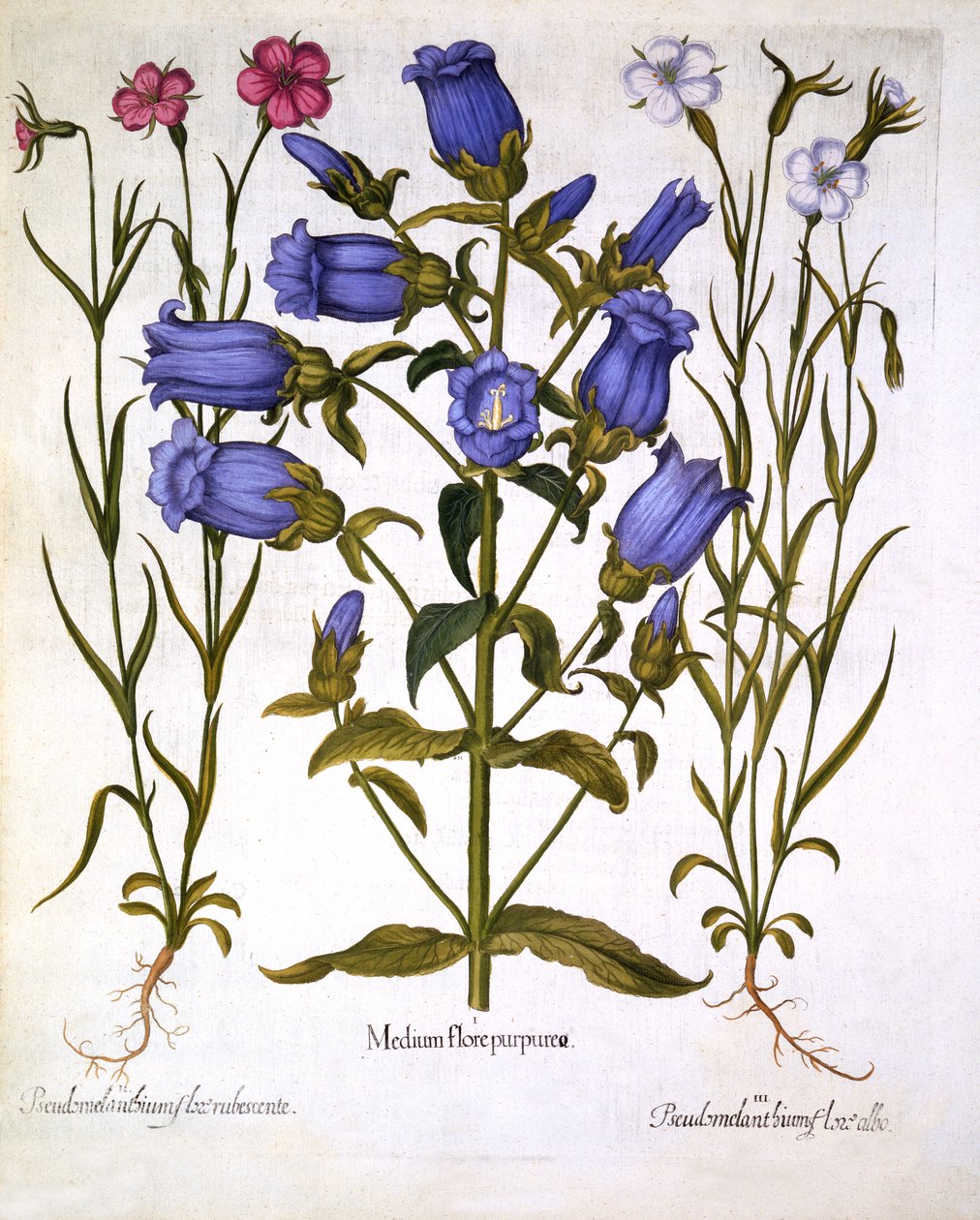 Canterbury Bells a Corn Cockles, od Hortus Eystettensis, Basil Besler (1561-1629), hospoda. 1613 (ručně kolorovaná rytina) od German School