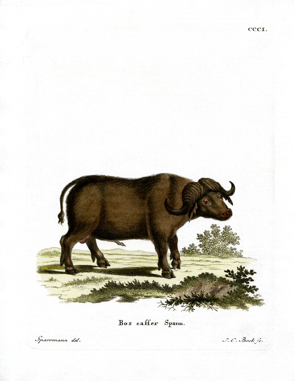 Cape Buffalo (barevná rytina) od German School