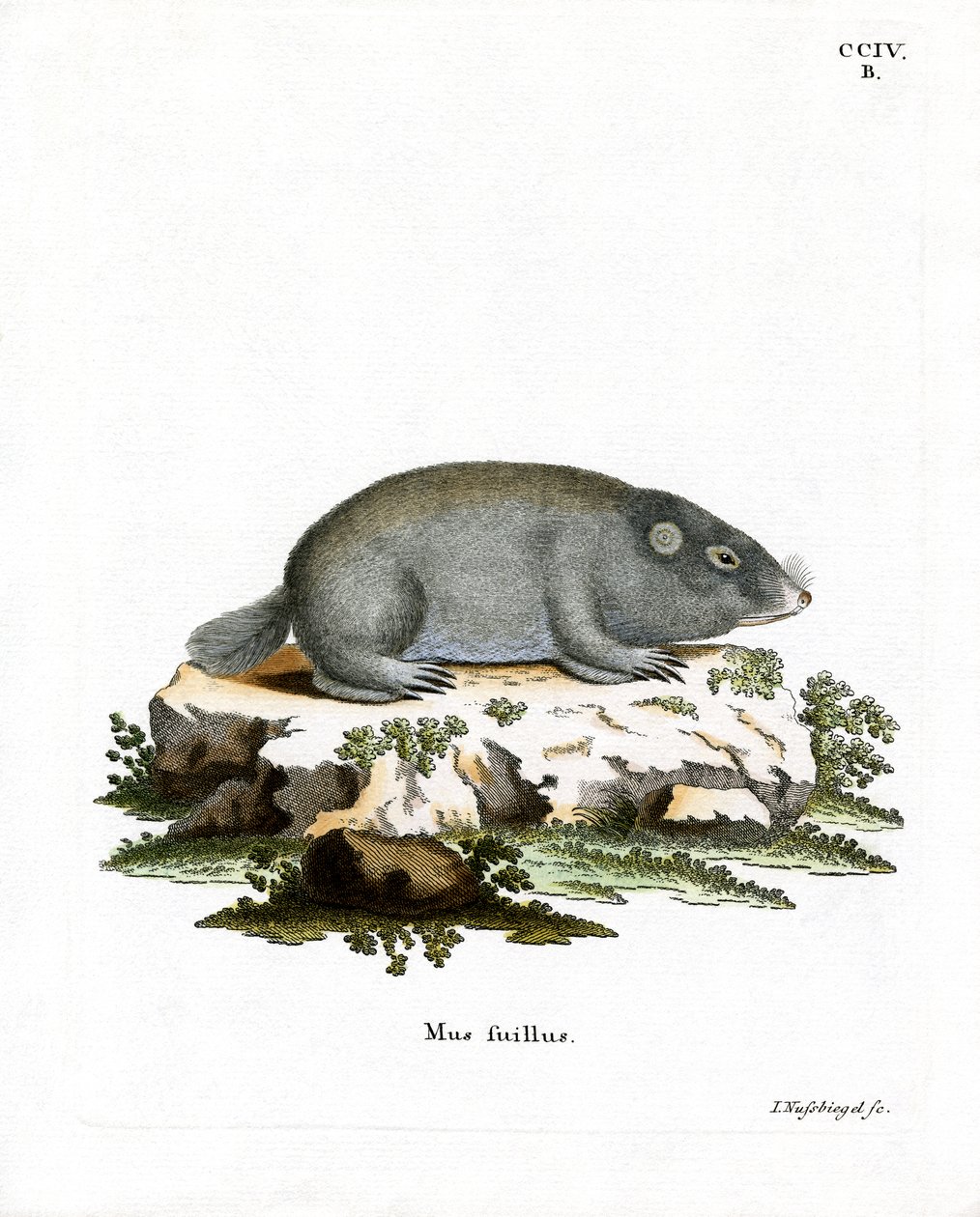 Cape Dune Mole Rat (barevná rytina) od German School