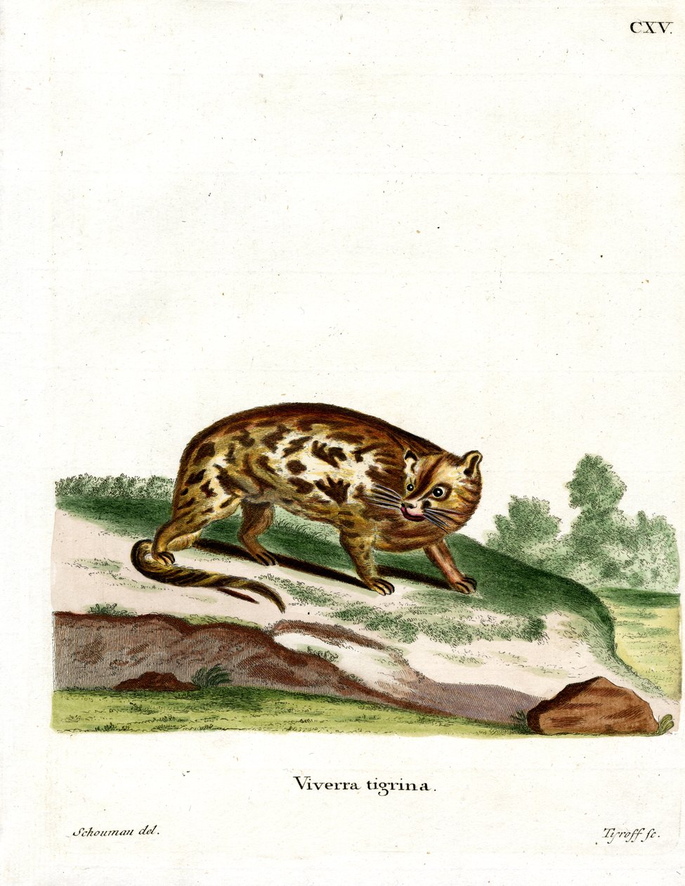 Cape Genet (barevná rytina) od German School