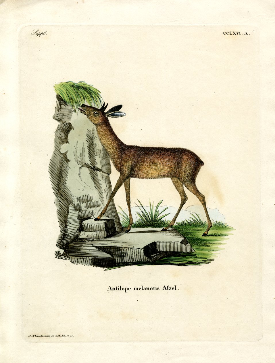 Cape Grysbok (barevná rytina) od German School