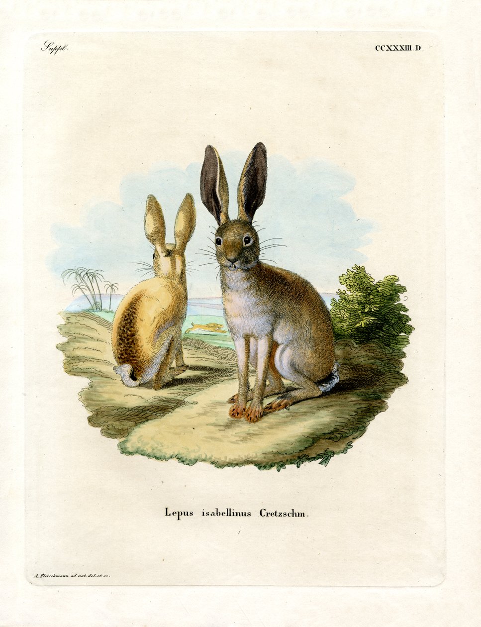 Cape Hare (barevná rytina) od German School