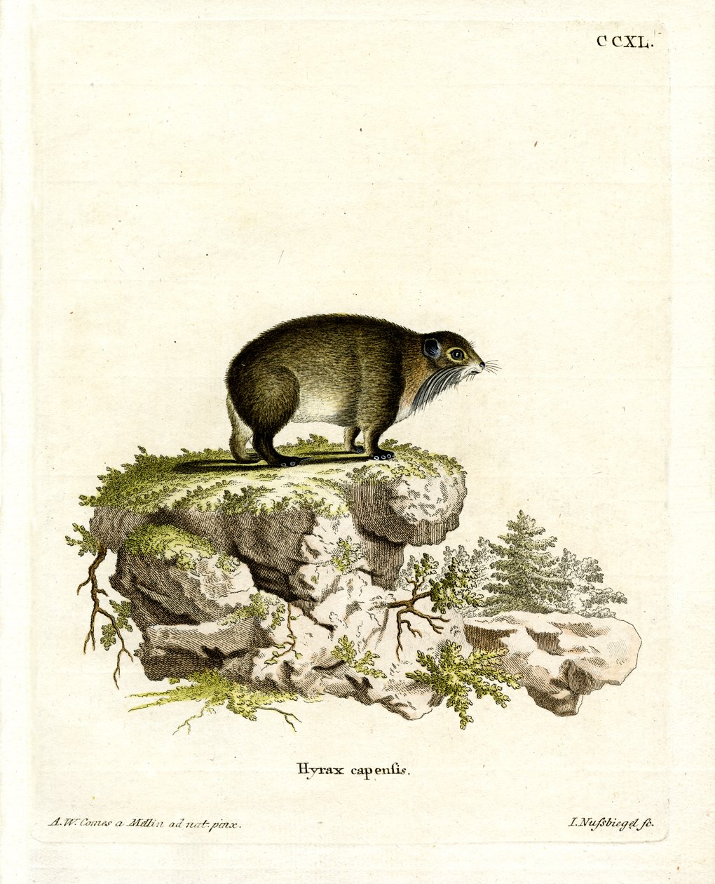 Cape Hyrax (barevná rytina) od German School
