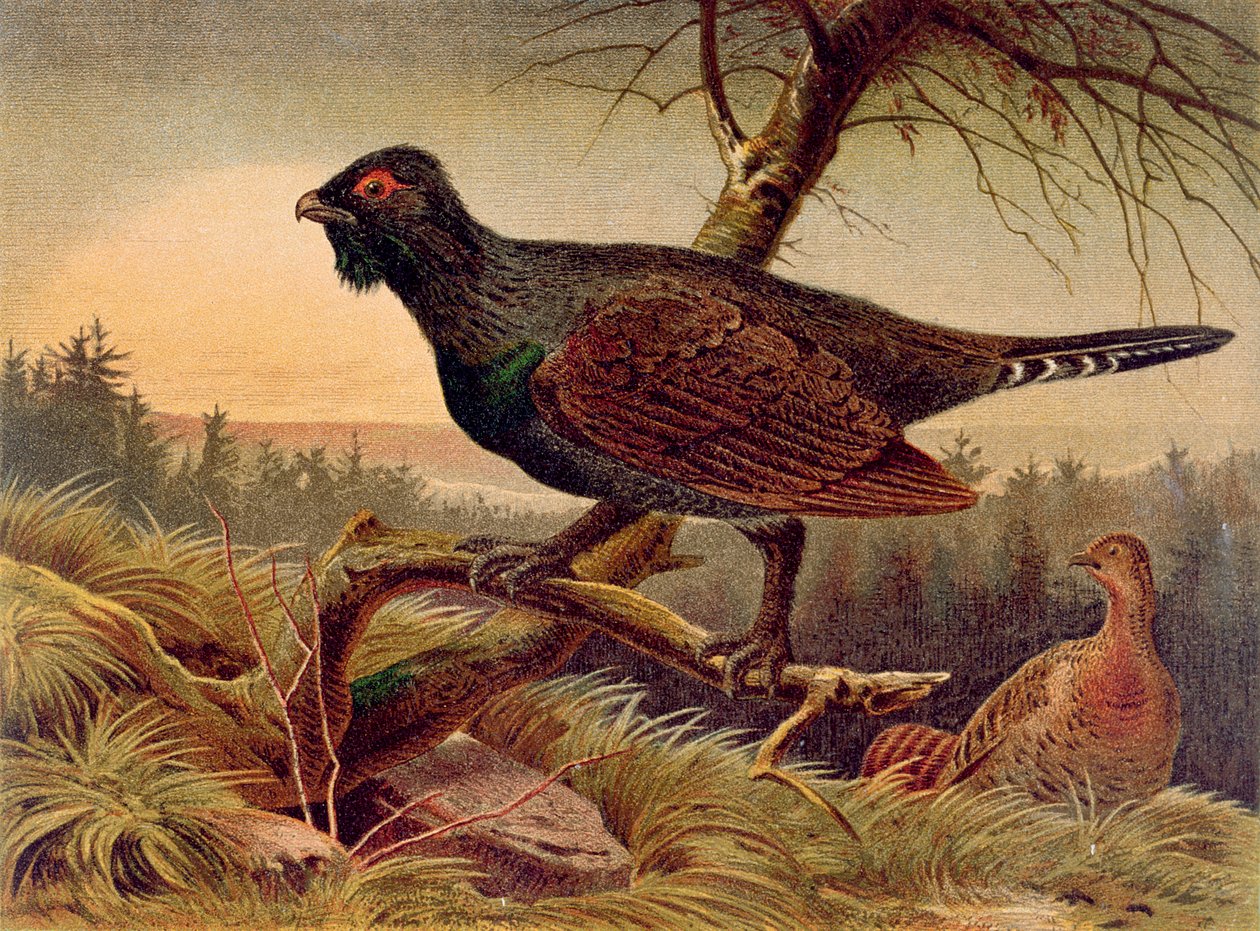 Tetřev hlušec, deska z Brehms Tierleben: Allgemeine Kunde des Tierreichs, sv. 5, s. 474, vydal Bibliographisches Institut, 1892 od German School