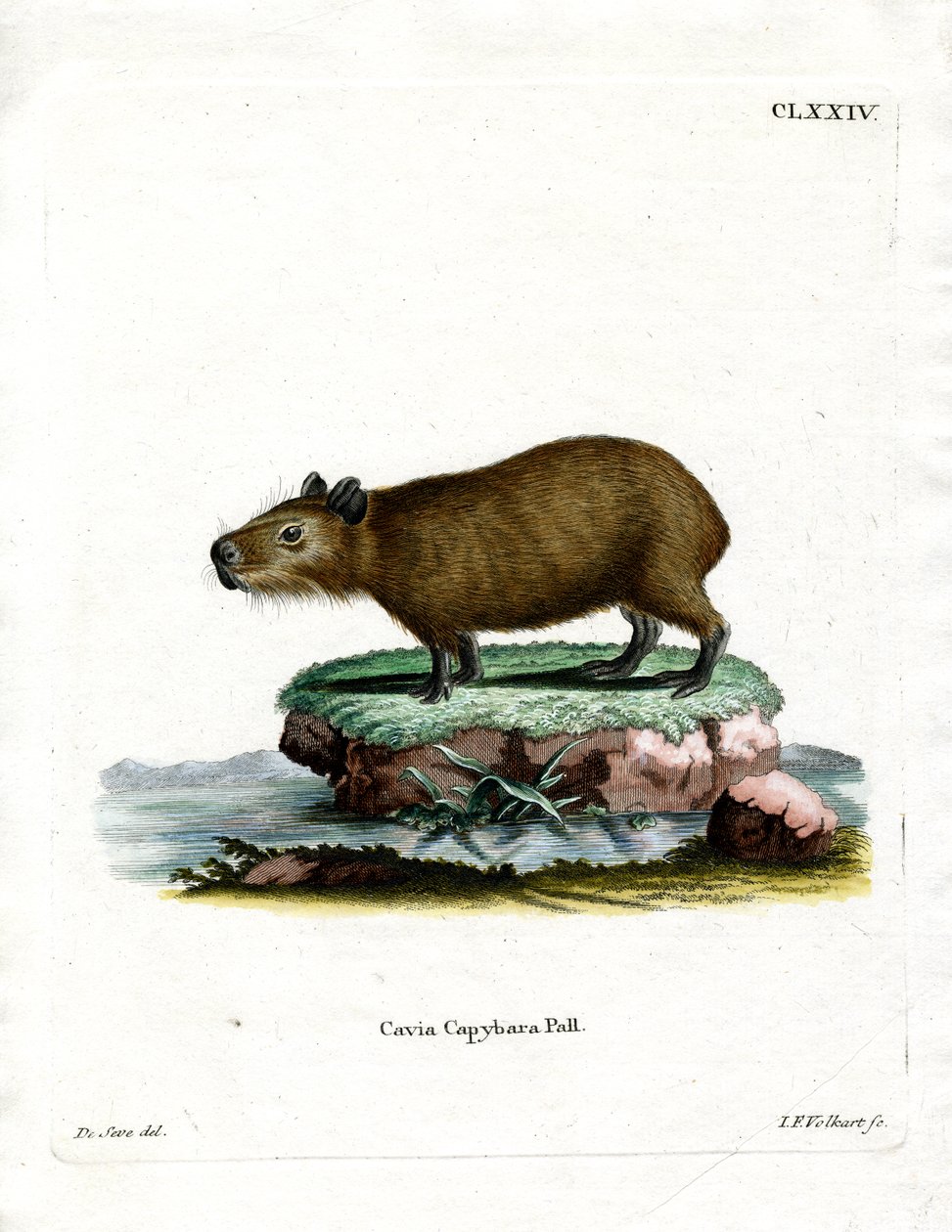 Kapybara (barevná rytina) od German School