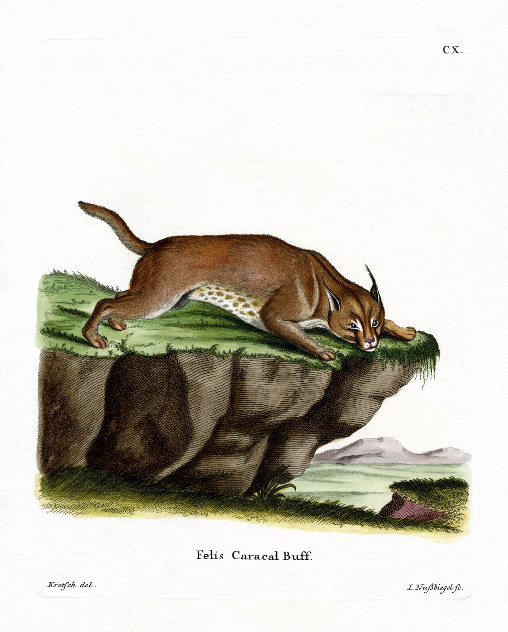 Caracal (barevné rytí) od German School