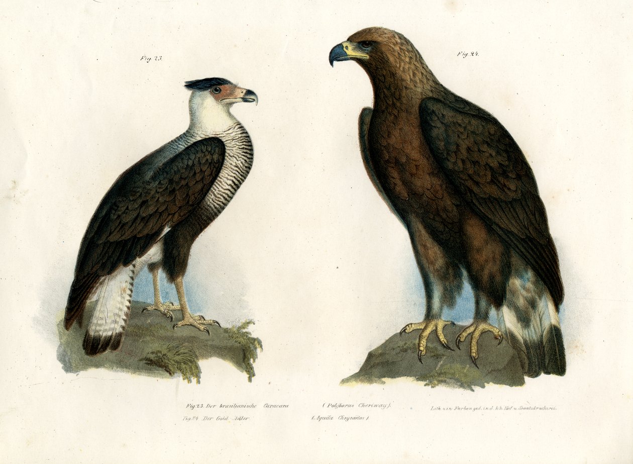 Caracara, 1864 od German School