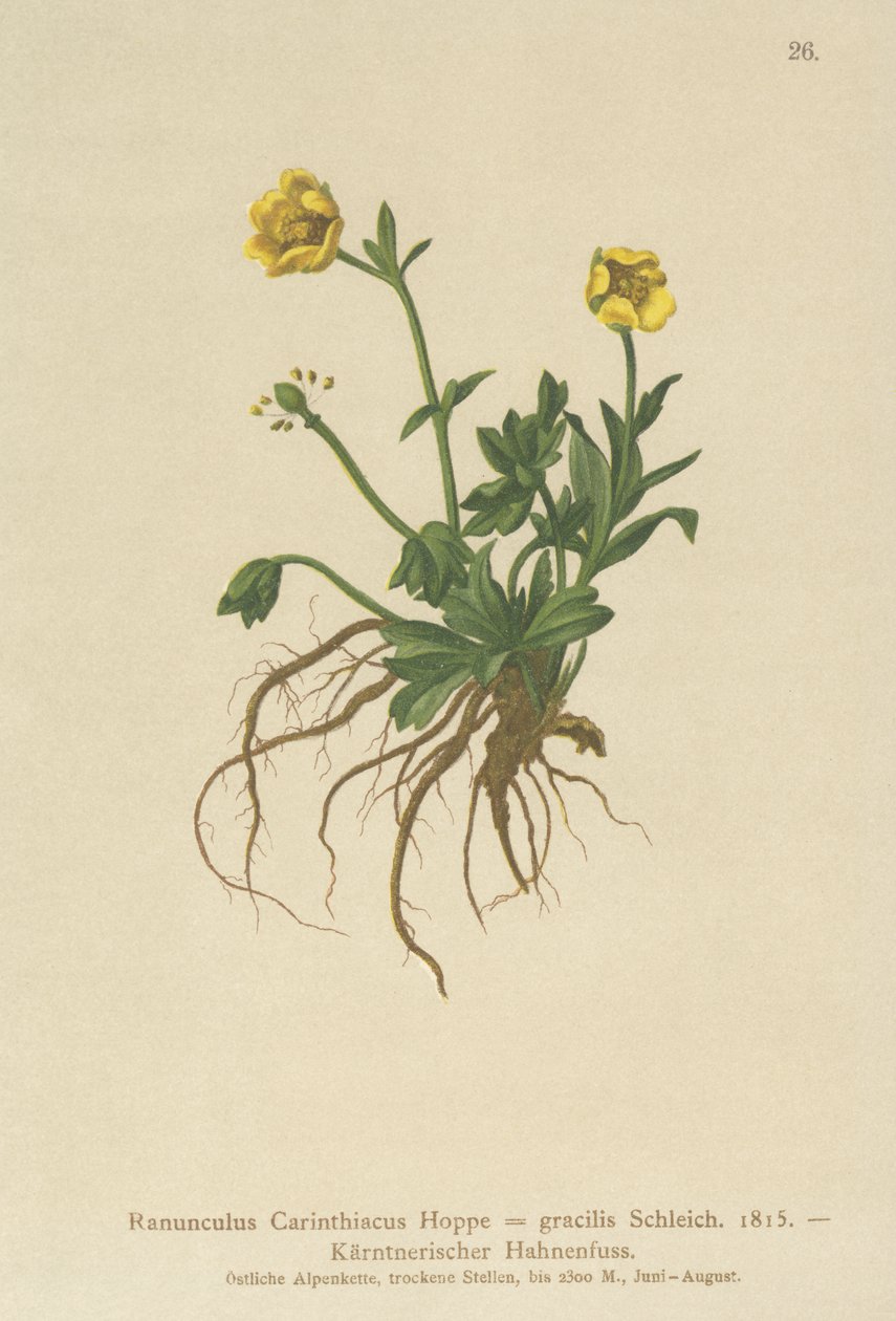 Pryskyřník korutanský (Ranunculus Carinthiacus, Ranunculus gracilis) od German School