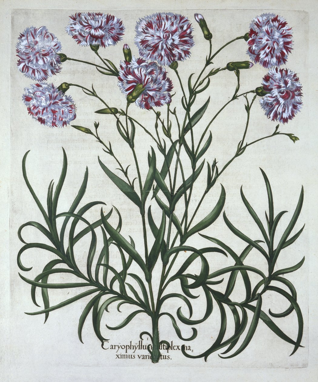 Karafiát, od Hortus Eystettensis, Basil Besler (1561-1629), hospoda. 1613 (ručně kolorovaná rytina) od German School