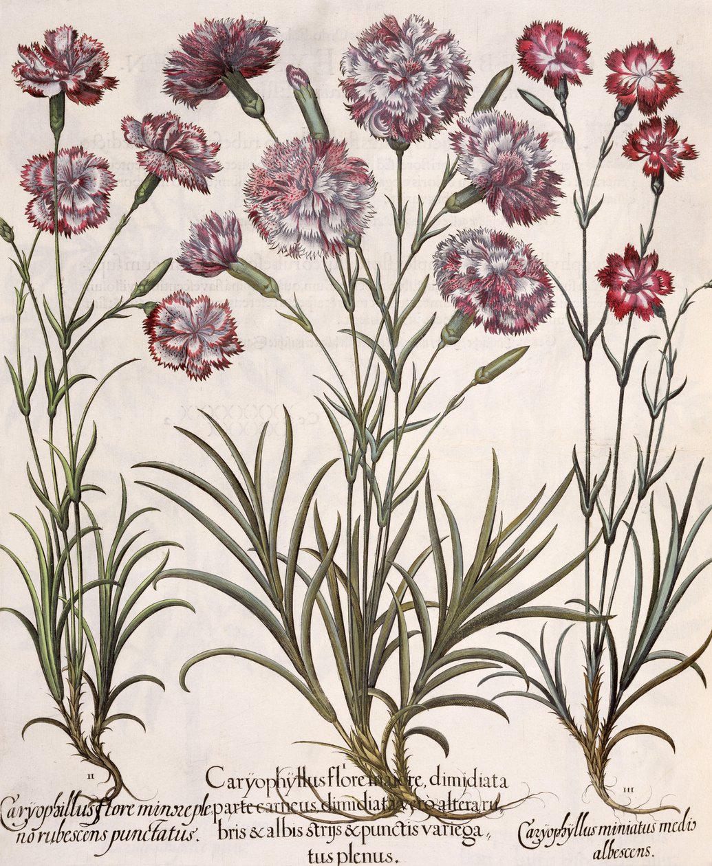 Karafiáty: 1.Caryophyllus major květ; 2. Caryophyllus méně než plný květ, načervenalé špičaté; 3.Caryophyllus miniatus medis albescens, z Hortus Eystettensis od Basila Beslera (1561-1629), pub. od German School