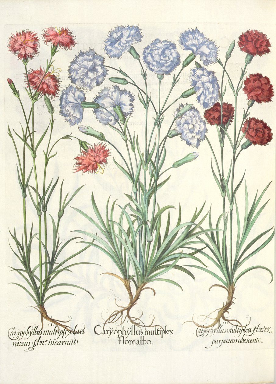 Karafiáty: 1.Caryophyllus s více bílými květy; 2.Caryophyllus mnohočetný, lakinovitý květ vtělený; 3.Caryophyllus mnohočetné červenofialové květy ze zahrady Eystettensis od Basila Beslera od German School