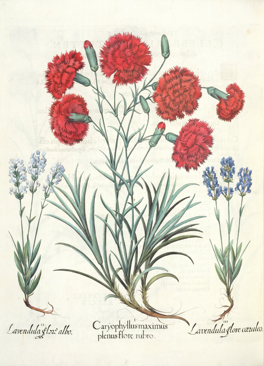 Karafiáty a levandule: 1.Caryophyllus maximus plný červených květů; 2.Lavandula bílý květ; 3.Lavandula ceruleo flore, z Hortus Eystettensis od Basila Beslera (1561-1629), pub. 1613 od German School