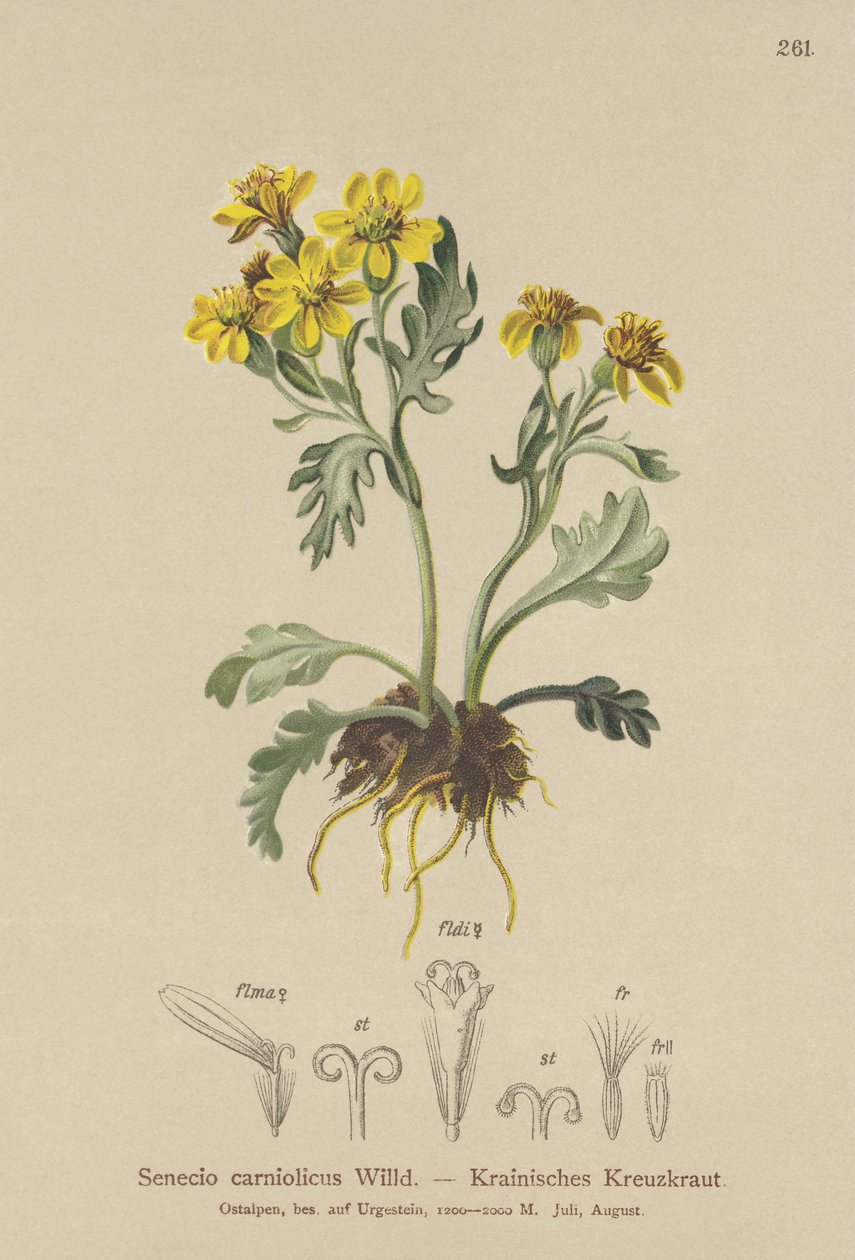 Starček kraňský (Senecio carniolicus, Senecio incanus subsp. carniolicus) od German School
