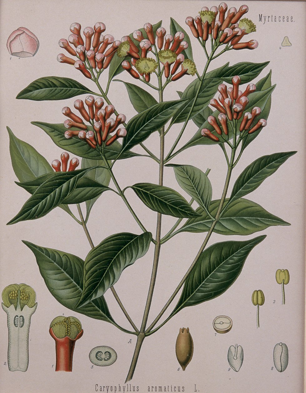 Caryophyllus Aromaticus (Hřebíček) od German School