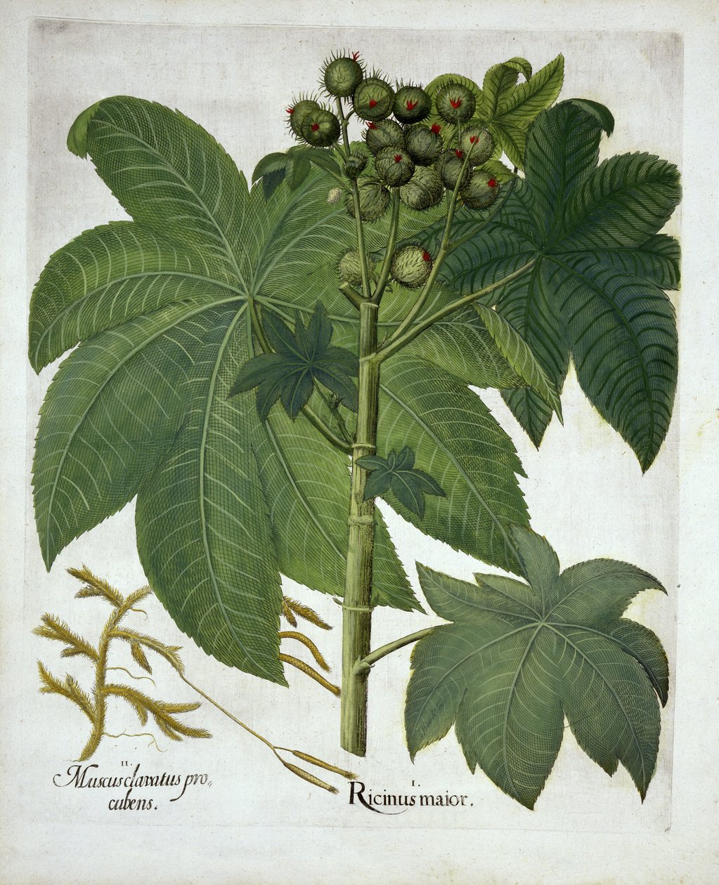Závod na ricinový olej, od Hortus Eystettensis, od Basila Beslera (1561-1629) pub. 1613 od German School