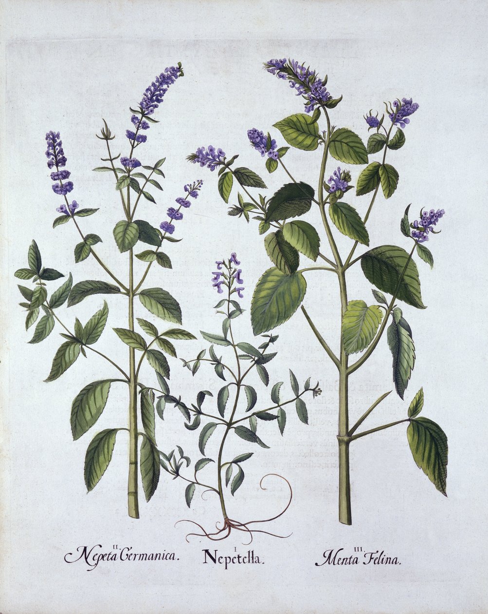 Catmintand Catnip, od Hortus Eystettensis, Basil Besler (1561-1629), hospoda. 1613 (ručně kolorovaná rytina) od German School