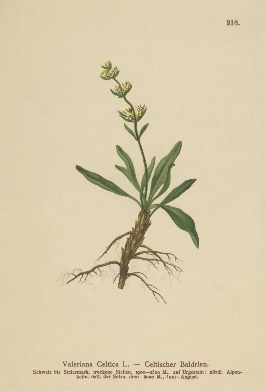 Keltský Spikenard (Valeriana celtica) od German School