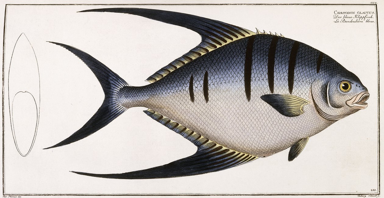 Chaetodon Glaucus, 1785-1788 od German School
