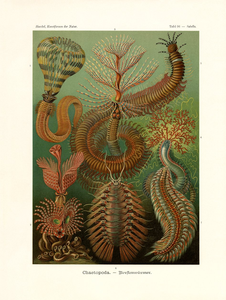 Chaetopoda, 1899-1904 od German School
