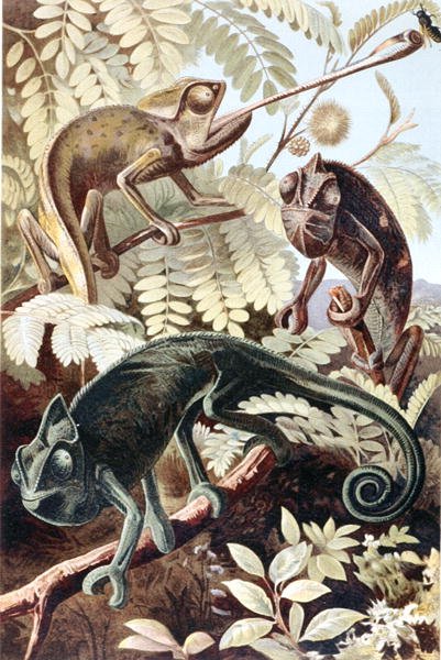 Chameleon, deska z "Brehms Tierleben: Allgemeine Kunde des Tierreichs", sv.7, s.171, vydal Bibliographisches Institut od German School