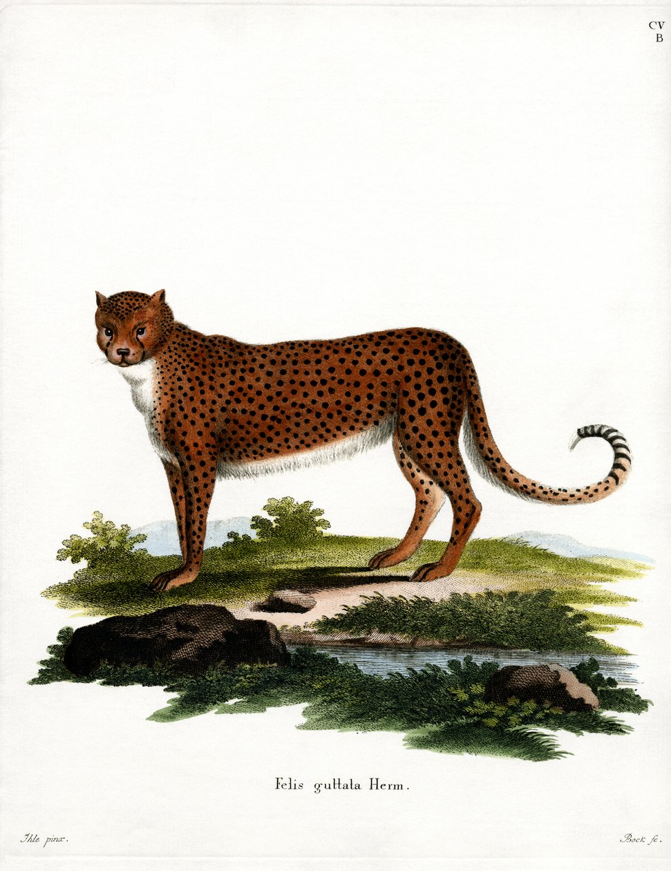 Gepard (barevná rytina) od German School