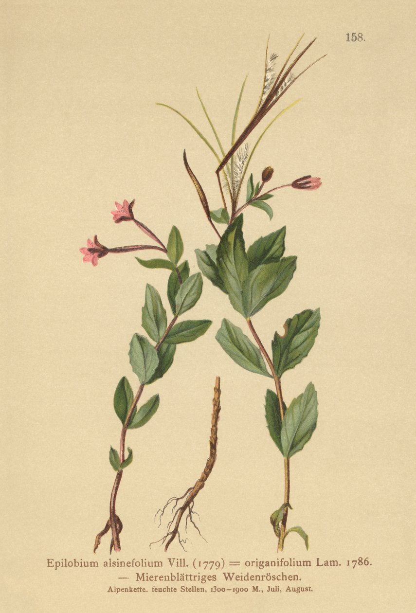 Ptačinec vrbovka (Epilobium alsinefolium, Epilobium origanifolium) od German School