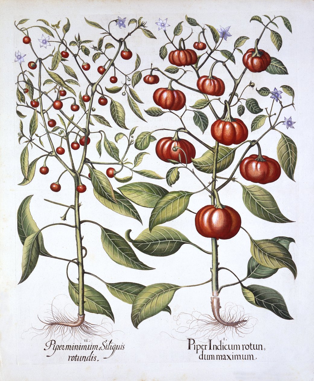 Chili Pepper [Nightshade Family], od Hortus Eystettensis, Basil Besler (1561-1629), hospoda. 1613 (ručně kolorovaná rytina) od German School
