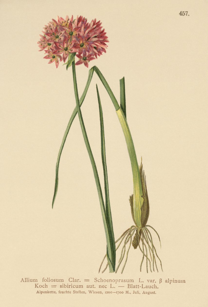 Pažitka (Allium foliosum, Allium Schoenoprasum var. alpinum, Allium sibiricum) od German School
