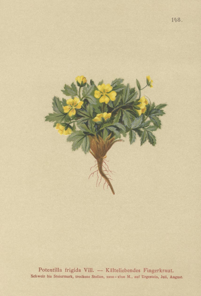 Mochna (Potentilla frigid, Potentilla glacialis, Potentilla helvetica) od German School