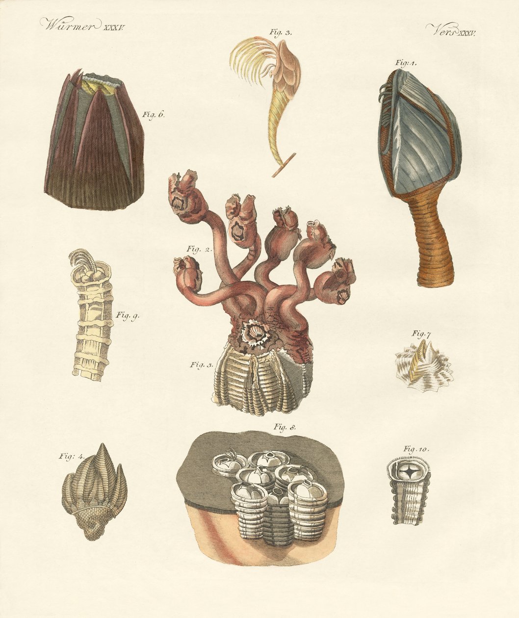 Cirrhipodas, štětinatci nebo ramenonožci (barevné rytí) od German School