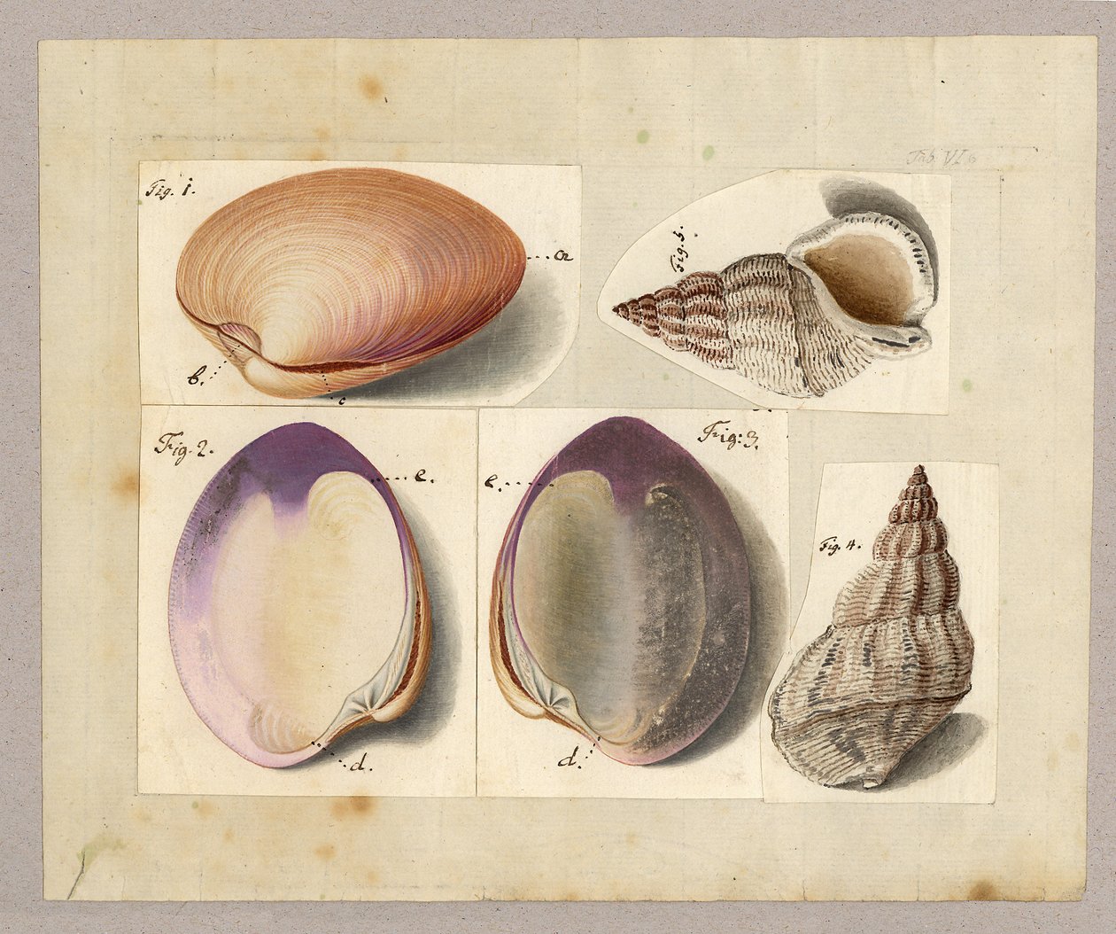 Škeble a mořský šnek: Venus Mercenaria Linnaei, Buccino glacioli Linnaei, 1785 (wc na papíře) od German School