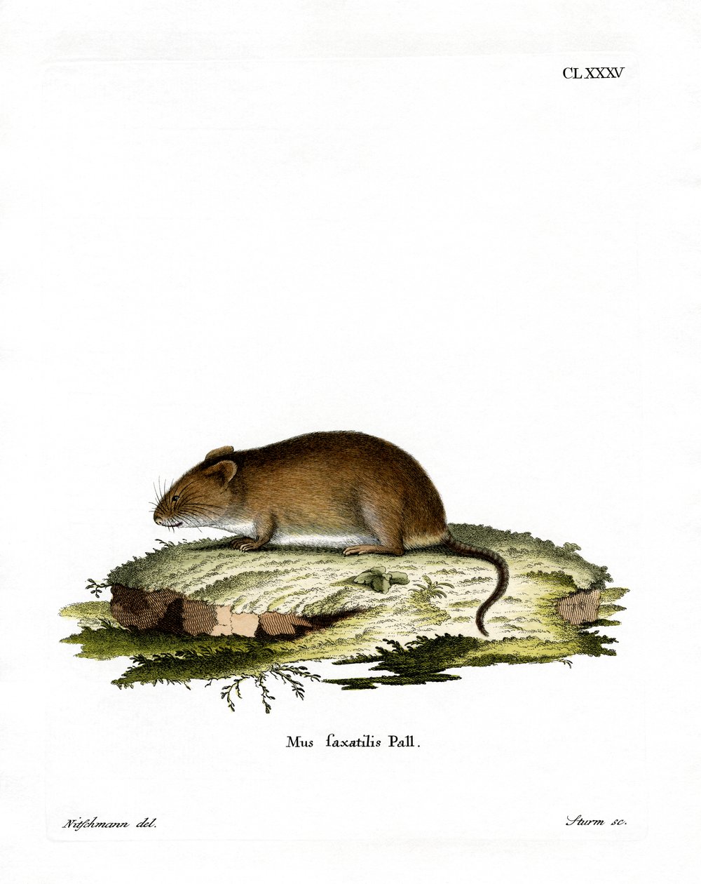 Cliff Mouse (barevné rytí) od German School
