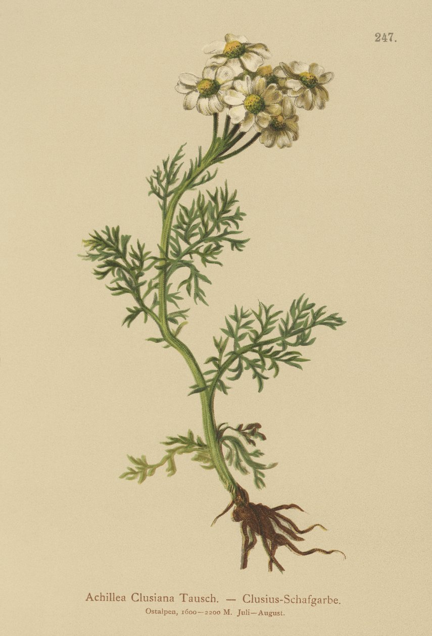 Clusius řebříček (Achillea Clusiana, Achillea atrata ssp. clusiana) od German School